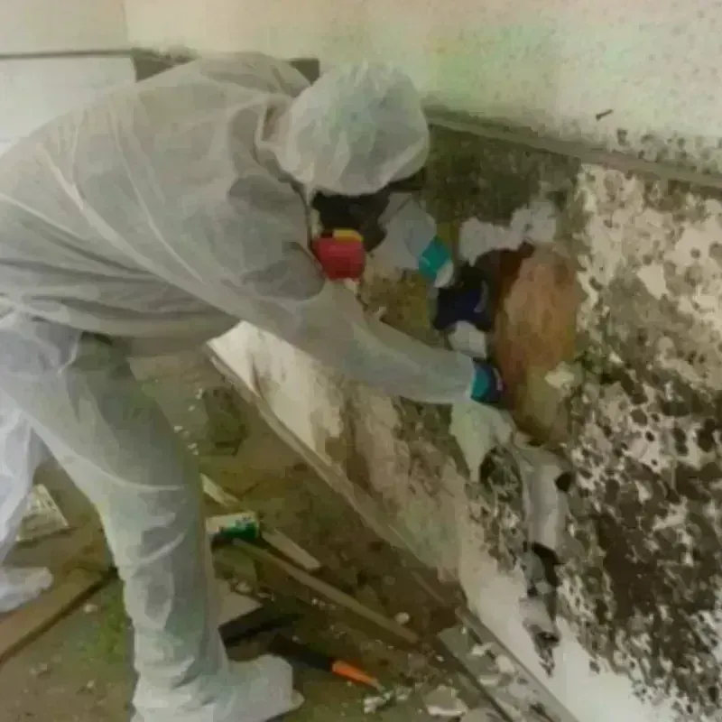 Mold Remediation and Removal in Random Lake, WI